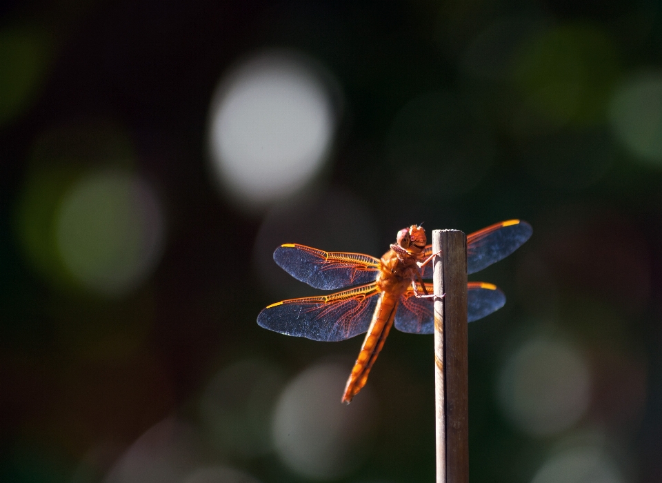 Natur flügel fotografie blatt