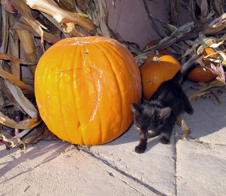 Farm rural kitten cat Photo