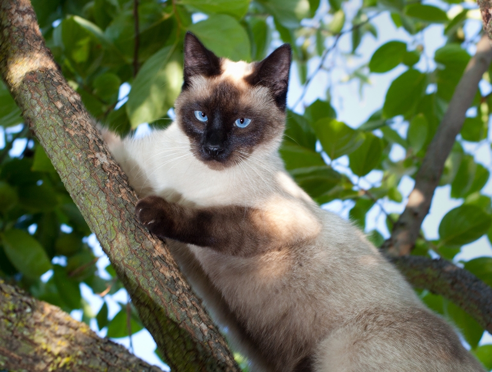 Flor animais selvagens gato felino