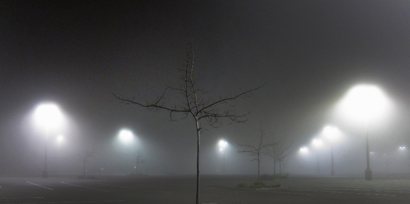 Foto Albero nevicare leggero nebbia