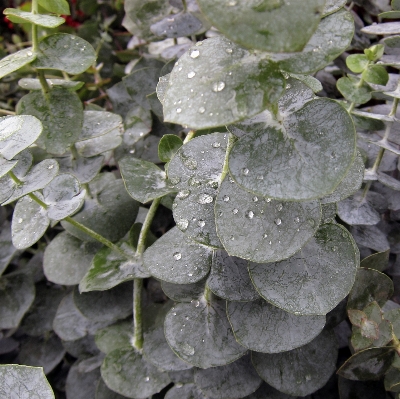 Plant leaf flower frost Photo