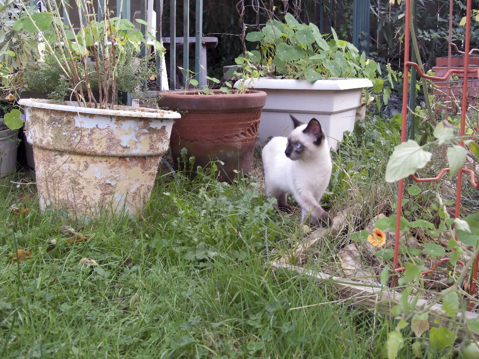 Grass lawn flower kitten