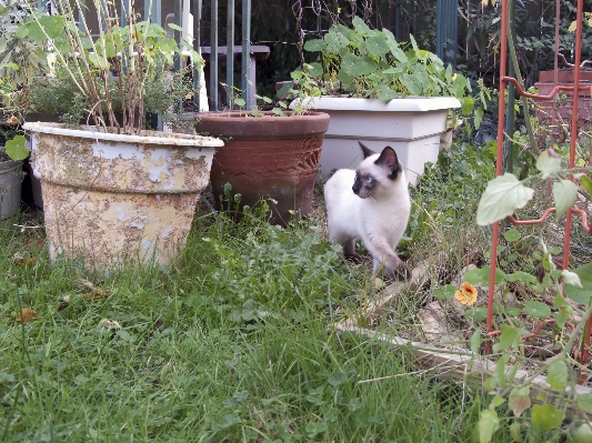 Grass lawn flower kitten Photo