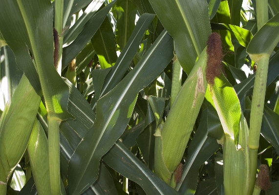 Anlage blatt blume essen Foto