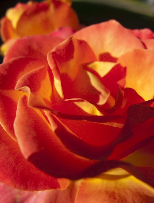 Planta flor pétalo rosa