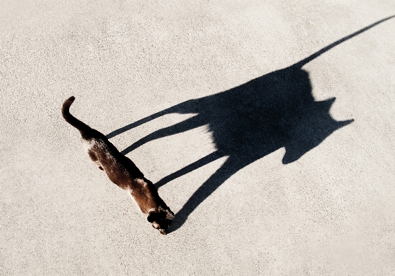 Leaf cat shadow black Photo