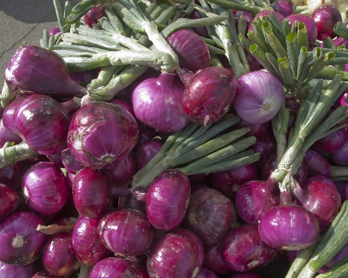 Plant flower food produce Photo