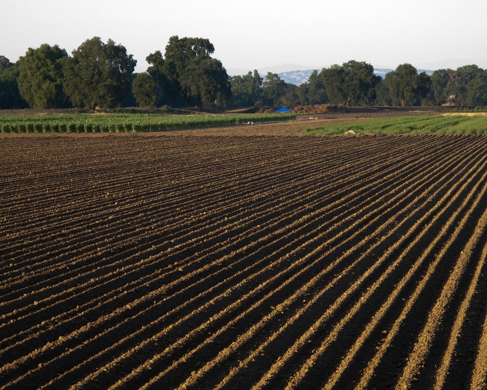 Campo granja pradera
 cultivo