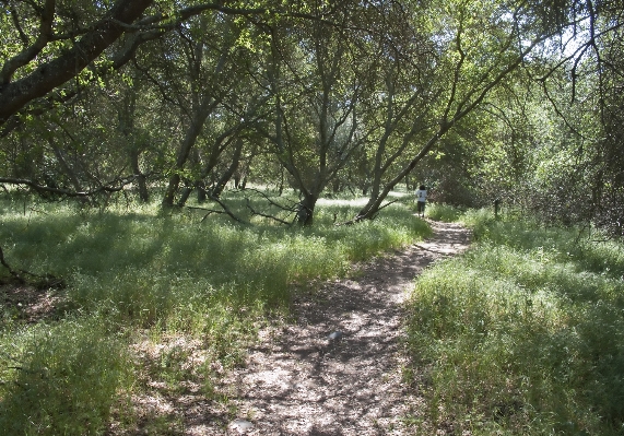 Tree forest wilderness trail Photo