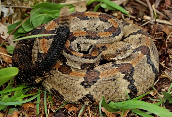 自然 寒い 曇り 動物 写真