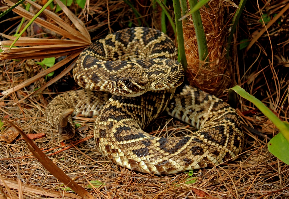 árvore natureza areia frio