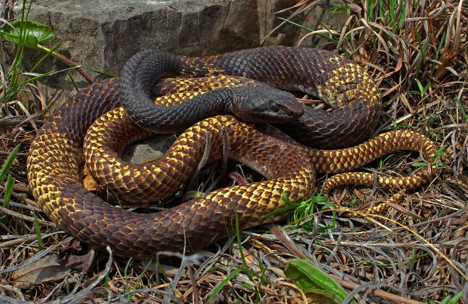 野生動物 捕食者 爬虫類 fauna