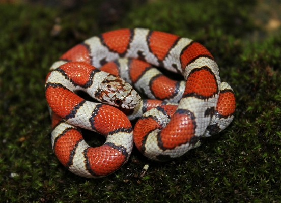 Moss red reptile milk Photo