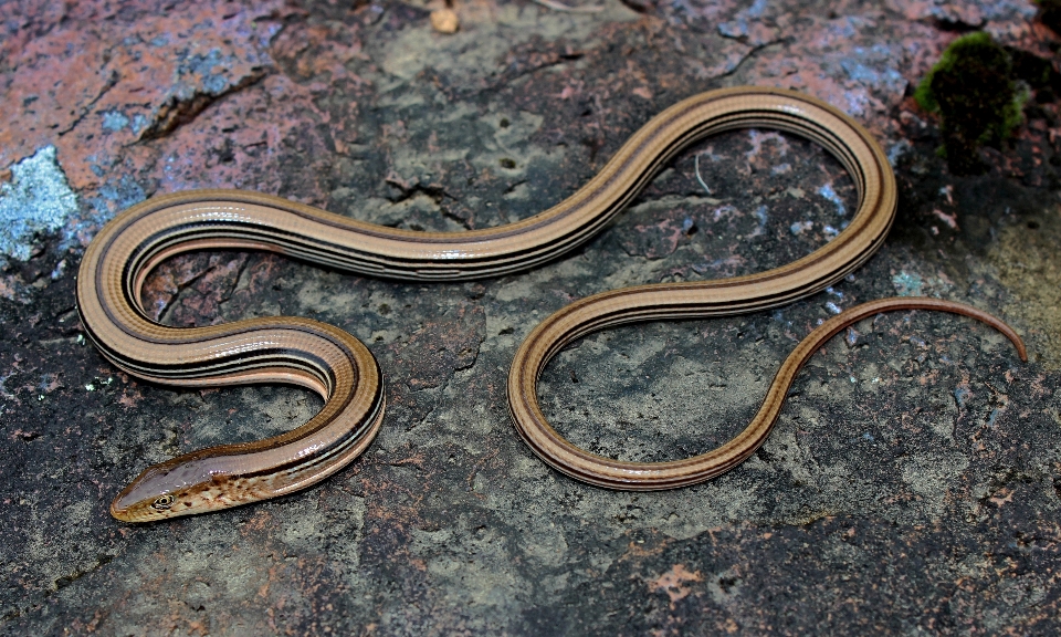 Glass reptile fauna lizard