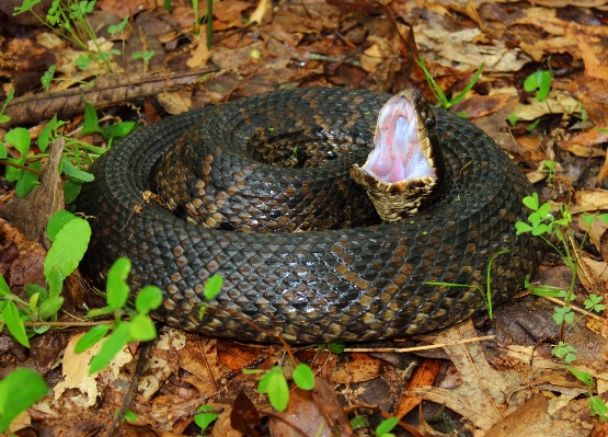 Foto Animais selvagens réptil fauna peter