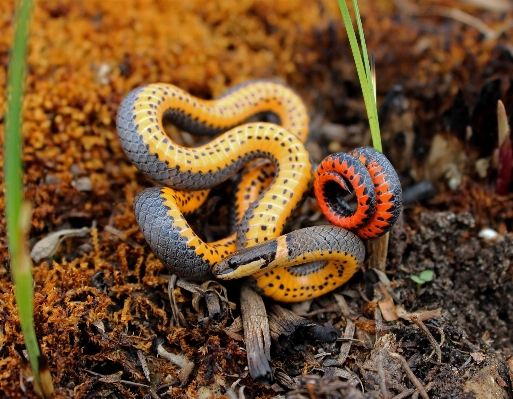 Prairie wildlife reptile fauna Photo