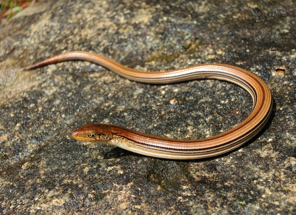 Bicchiere rettile fauna lucertola