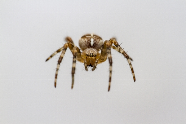 Portrait macro garden fauna Photo