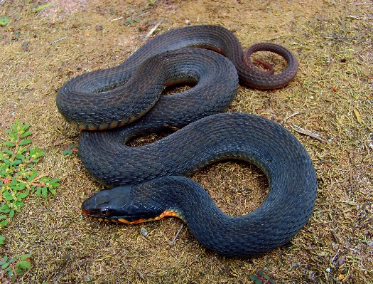 水 爬虫類 黄色 fauna 写真