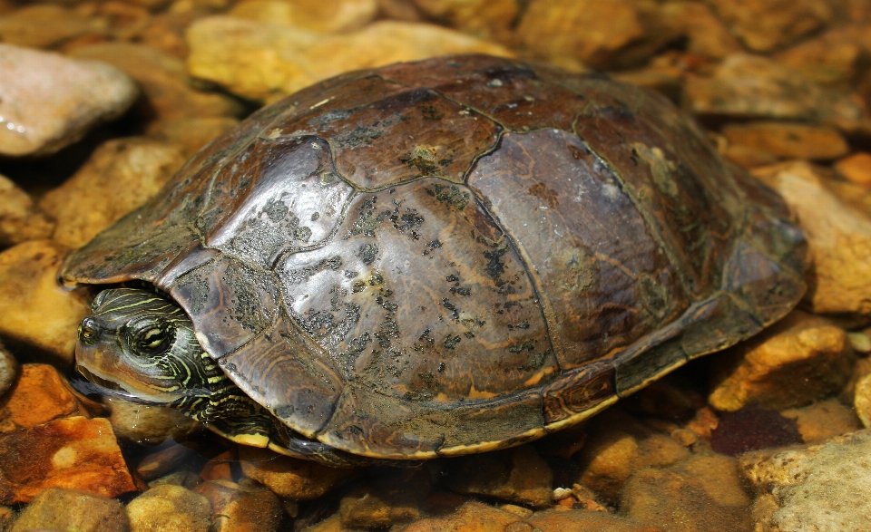 川 野生動物 生物学 カメ