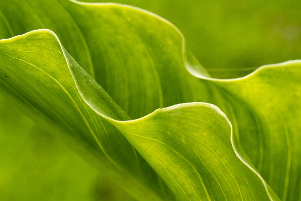 Tree nature grass abstract Photo