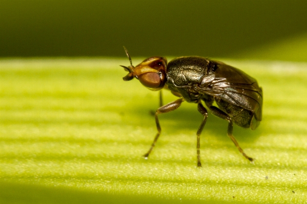 Foto Alam fotografi daun bunga