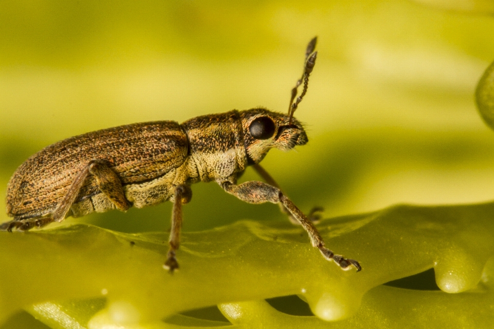 Naturaleza fotografía fauna silvestre insecto