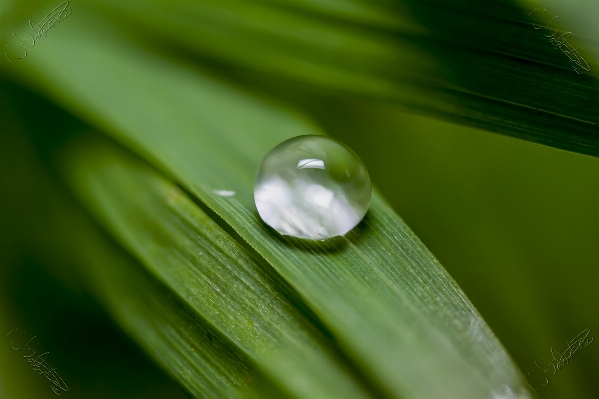 Water nature grass drop Photo