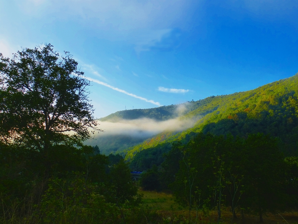 風景 木 自然 森