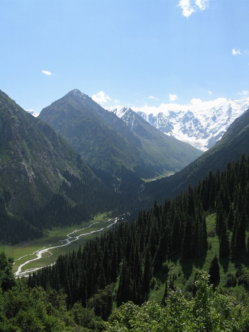 Paesaggio natura foresta selvaggia
