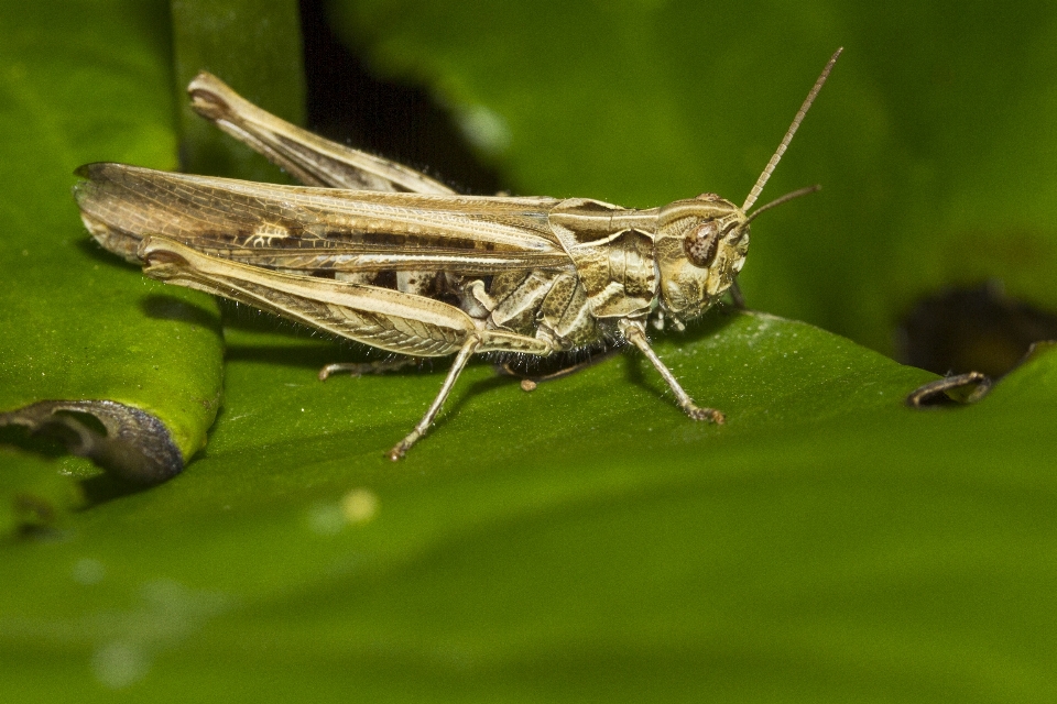 Natura verde insetto macro