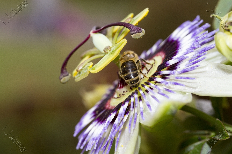 Nature blossom bokeh plant