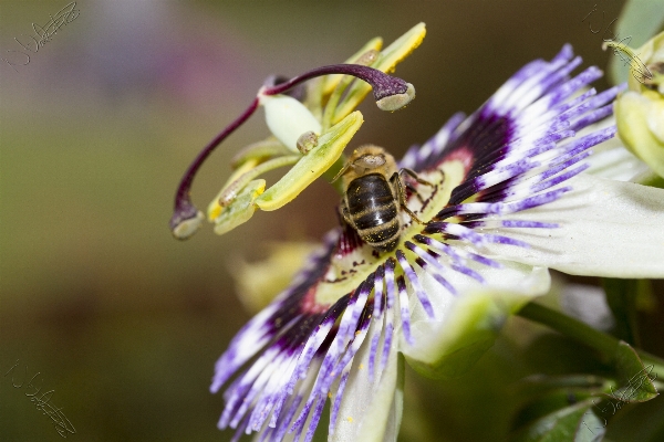 Nature blossom bokeh plant Photo