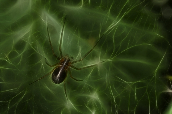 Foto Natureza grama fotografia folha