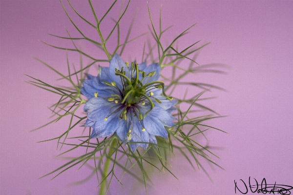 Bokeh plant flower petal Photo