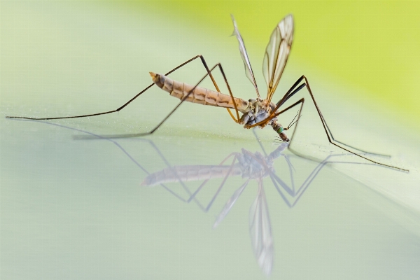 Nature forest wing fly Photo