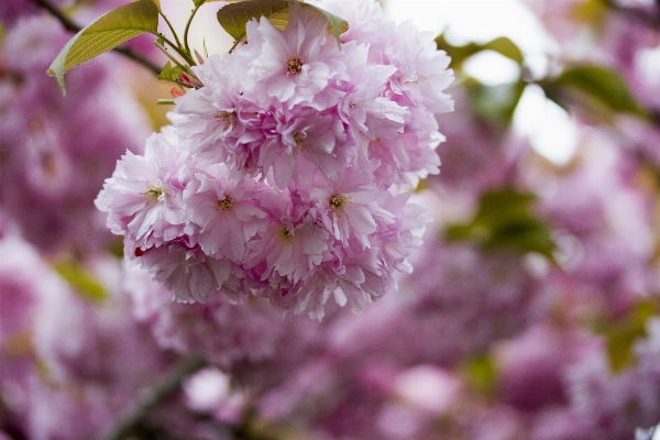 Branch blossom plant fruit Photo