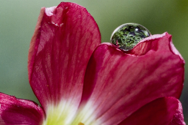 Water blossom plant photography Photo