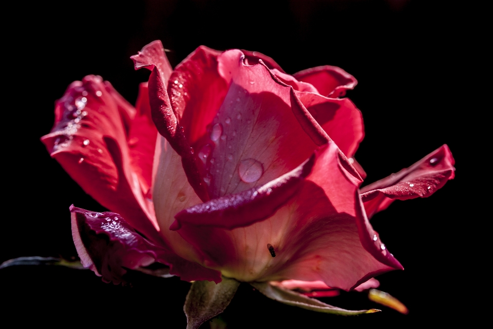 Plant photography leaf flower