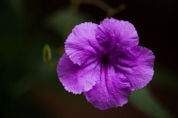 Nature blossom plant photography Photo