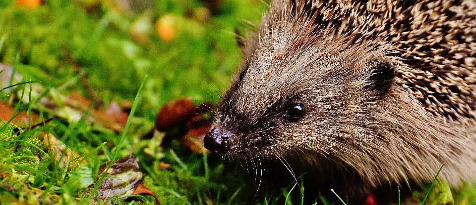 Natura erba spinoso
 animale