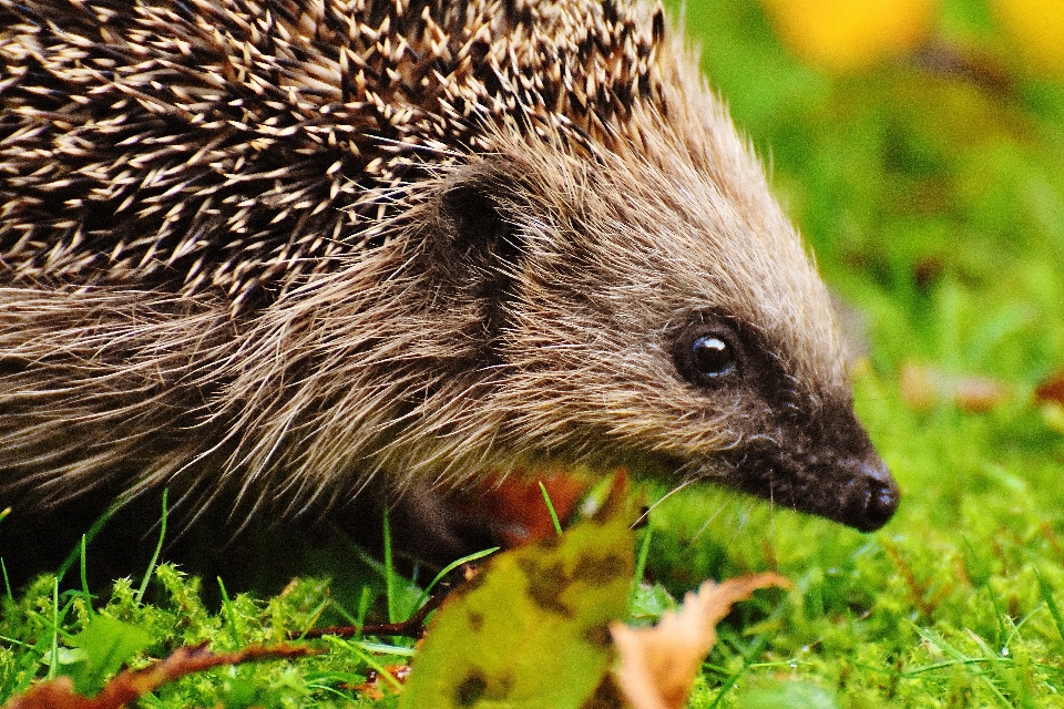 Nature épineux
 animal mignon