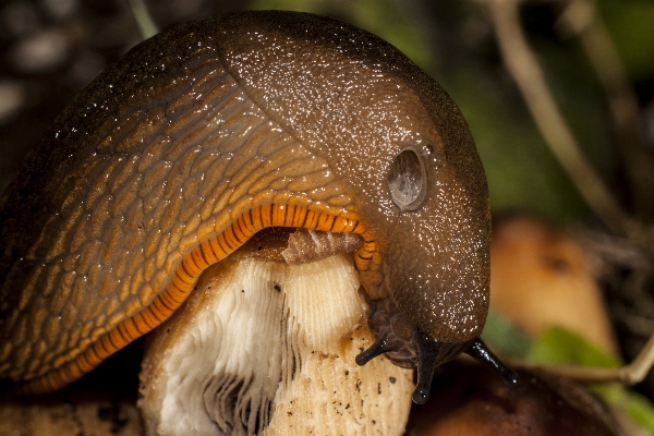 Nature wildlife mushroom fauna Photo