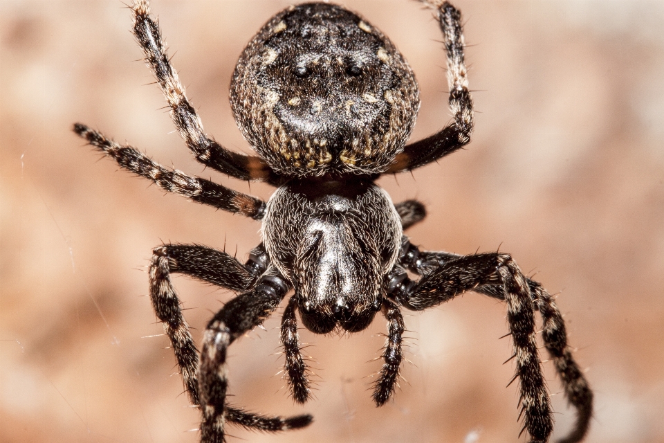 写真撮影 fauna 無脊椎動物 閉じる
