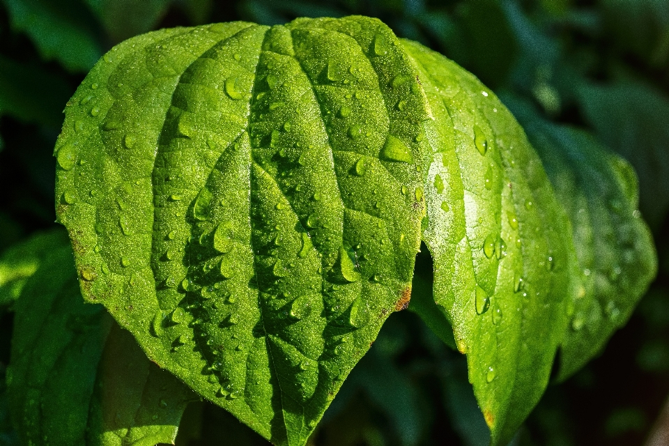 Natur tau anlage regen