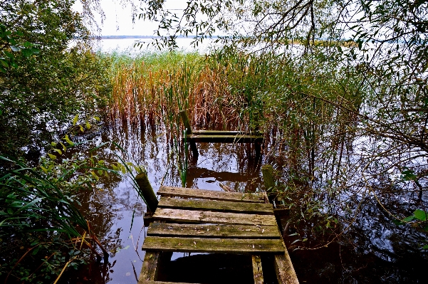 Tree water nature forest Photo