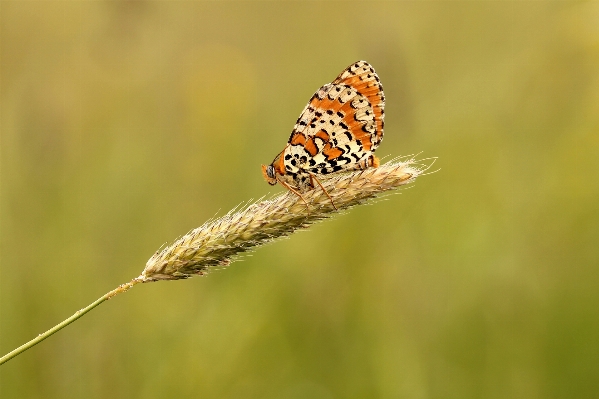 Nature grass photography meadow Photo