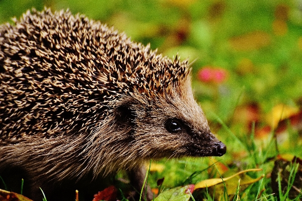 Nature prickly animal cute Photo