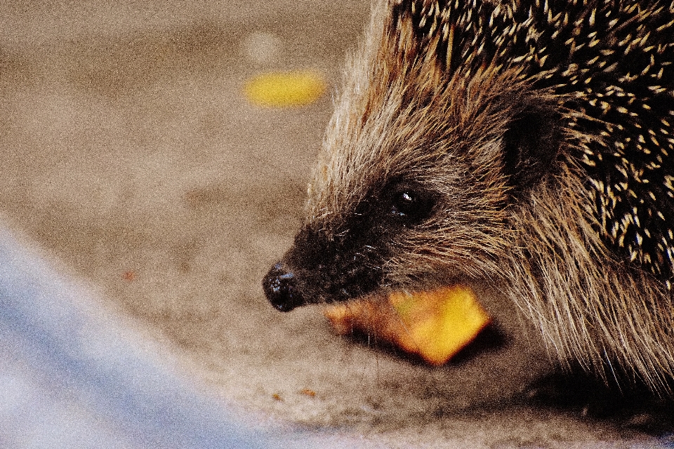 Natura spinoso
 animale carino