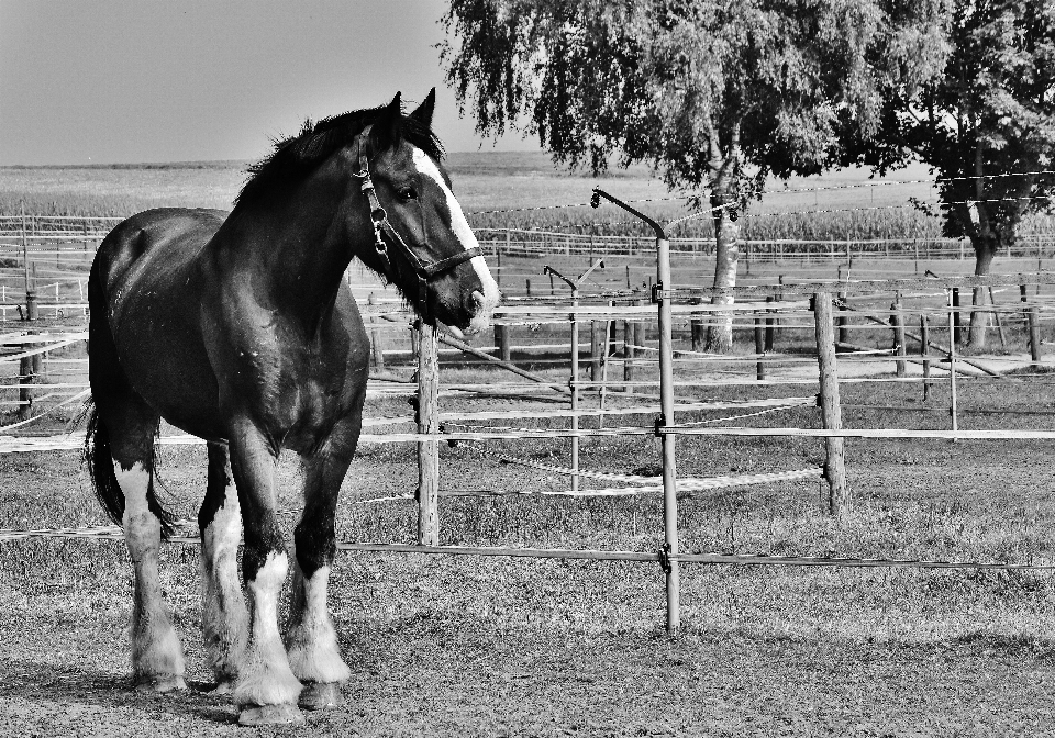 Bianco e nero
 prato
 animale cavallo